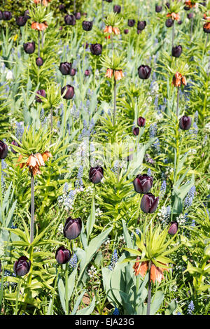 De la literie avec fleurs de printemps coloré noir pourpre tulipes (Tulipa) et orange Frittilaria Banque D'Images