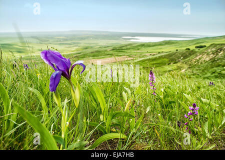 Fleurs dans les montagnes. La Russie, Stavropol. Banque D'Images