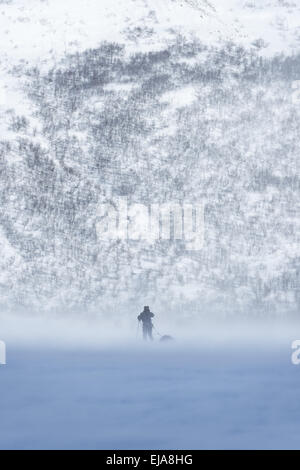 Skieur dans neige emportée, Laponie, Suède Banque D'Images