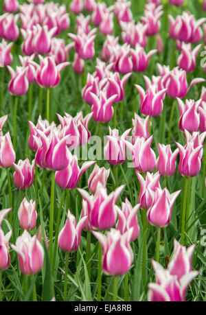 La literie de couleurs de fleurs de printemps, lits colorés de fleurs Printemps rose et blanc avec les tulipes (Tulipa) Banque D'Images
