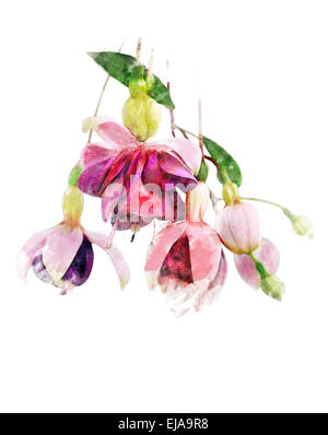 Image fleurs Aquarelle de Fuchsia Banque D'Images