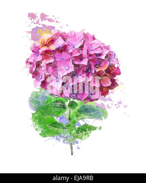 Image fleurs Aquarelle De l'Hydrangea Banque D'Images