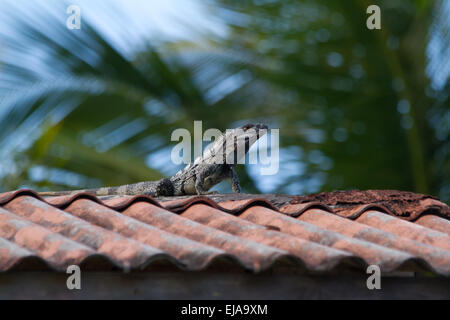 L'iguane noir (ctenosaura similis) de prendre du soleil sur un toit Banque D'Images