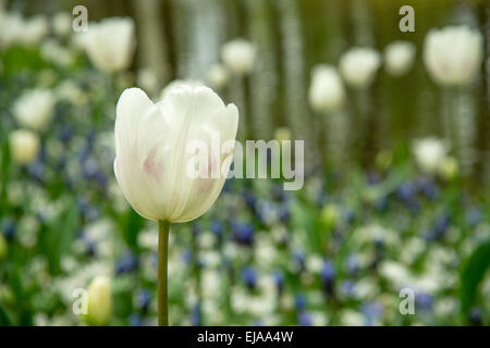 L'objet white tulip (Tulipa) en face de lits colorés de fleurs de printemps Banque D'Images