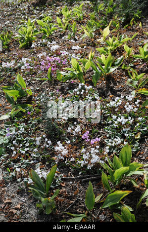 À feuilles de lierre blanc violet persan Banque D'Images