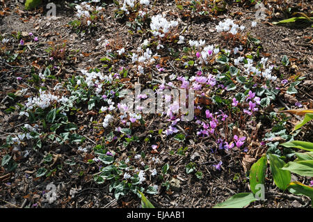 À feuilles de lierre blanc violet persan Banque D'Images