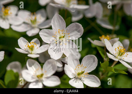 False rue anémone Isopyrum thalictroides fleur sauvage des bois Banque D'Images