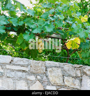 Grappe de raisins sur la vigne pousse sur un mur de jardin Banque D'Images