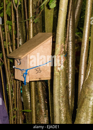 Hazel Wood un taillis sous futaie loir les nichoirs à Surrey, Royaume-Uni Banque D'Images