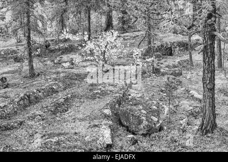 Forêt d'automne, Laponie, Suède Banque D'Images