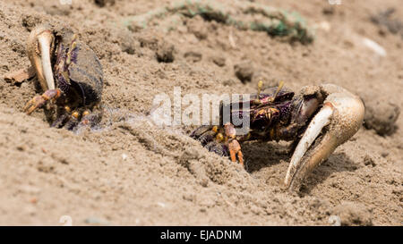 Les crabes violonistes dans le sable Banque D'Images