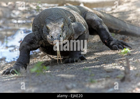 Dragon de Komodo Banque D'Images