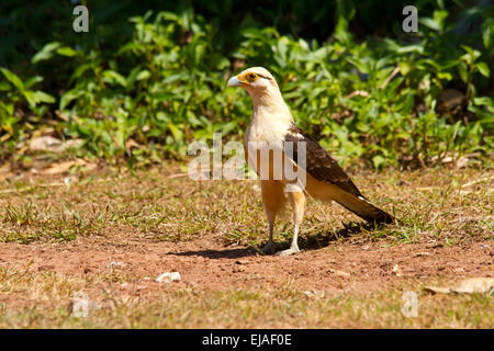 Caracara à tête jaune (milvago chimachima) Banque D'Images