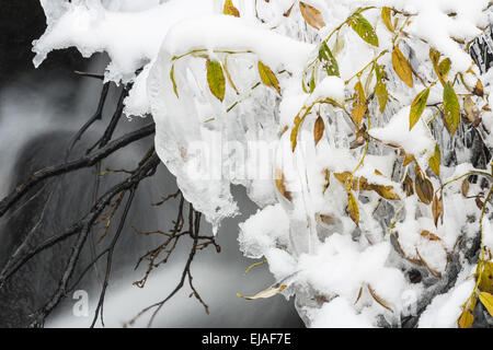 Willow la Laponie dans la neige, Dundret, Laponie Banque D'Images