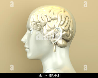 Cerveau humain Banque D'Images