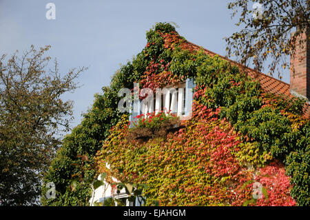 Ivy et réducteur japonais Banque D'Images