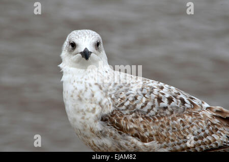 Le jeune mouette dans le port de Bristol. Goélands ont un processus complexe et très développé du répertoire pour la communication. Banque D'Images