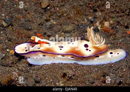 Nudibranche, Hypselodoris tryoni, avec l'empereur de la crevette, Zenopontonia rex. Imperator Periclimenes précédemment, à cheval sur sa tête. Banque D'Images