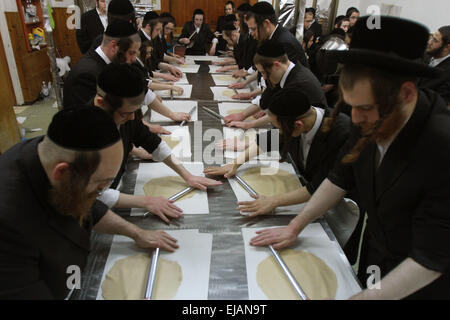 (150323) -- RECHOVOT (Israël), le 23 mars 2015 (Xinhua) -- Les Juifs ultra-orthodoxes s'matzo pour la fête juive de Pâque à une boulangerie à Rechovot, le centre d'Israël, le 23 mars 2015. Matzo est un pain sans levain traditionnellement consommé par les Juifs au cours de la semaine de vacances de Pessah, quand manger hamets, du pain et autres aliments à base de céréales levé, est interdit selon la loi religieuse juive. Pâque est un important festival juif d'origine biblique. Les juifs célèbrent la Pâque comme une commémoration de la libération de plus de 3 300 ans par Dieu de l'esclavage dans l'Egypte ancienne Banque D'Images