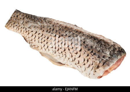 Carp sur fond blanc Banque D'Images