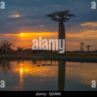 Coucher de soleil sur l'allée des baobabs, le Madagascar Banque D'Images