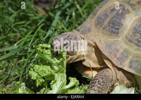 tortue grecque Banque D'Images