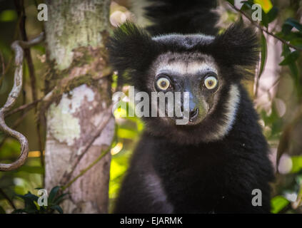 L'Indri, le plus grand lémurien de Madagascar Banque D'Images