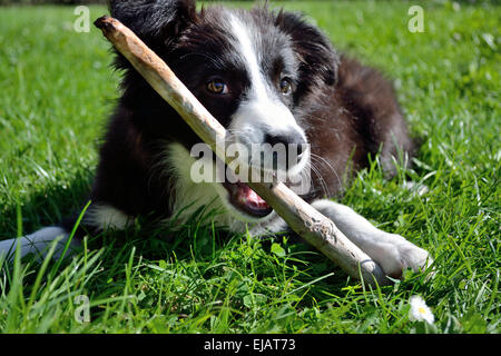Joue jeune Border Collie Banque D'Images