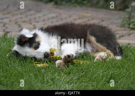 Berger Australien, chiot Banque D'Images