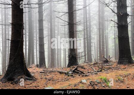 Brouillard et humide dans la forêt Banque D'Images