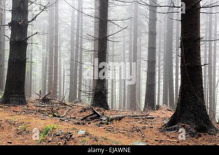 Pluie et brouillard dans la forêt Banque D'Images