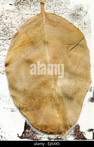 Leaf Banque D'Images