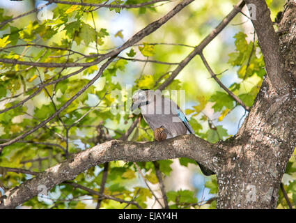 Jay avec un écrou sur un arbre dans la forêt Banque D'Images