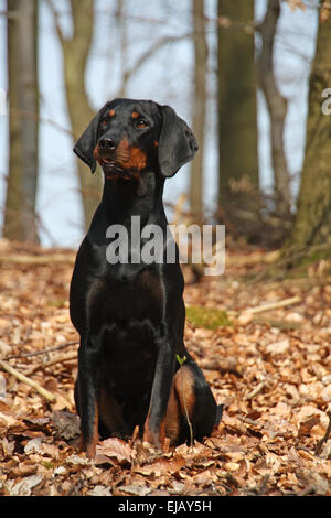 Chien noir et feu autrichien Banque D'Images