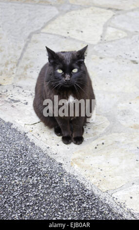 Chat noir brillant assise sur le sol, les animaux errants Banque D'Images
