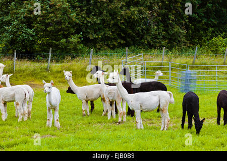 Les lamas sur exploitation agricole en Norvège Banque D'Images