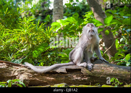 Singe dans la jungle Banque D'Images