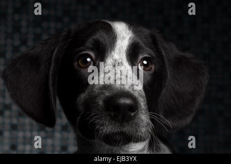 Closeup portrait chien noir Banque D'Images