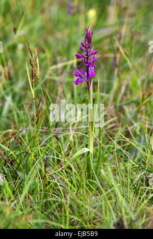 Début marsh orchid, Dactylorhiza incarnata Banque D'Images