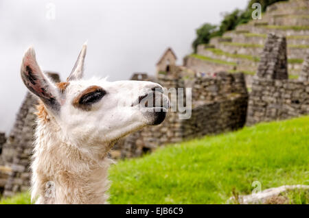 Llama dans Machupicchu Banque D'Images