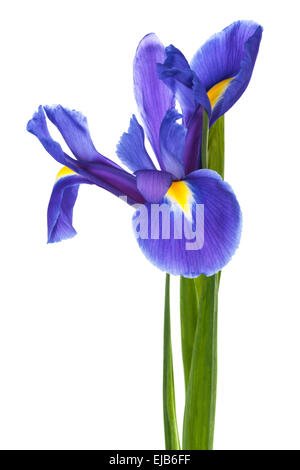 Iris bleu unique Banque D'Images
