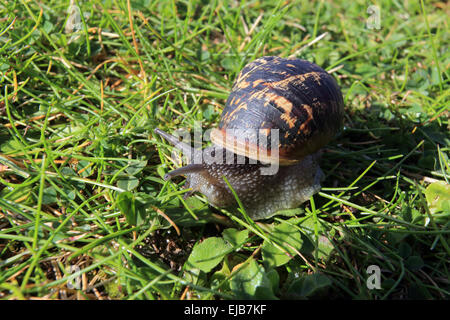 Cornu aspersum, escargot Banque D'Images