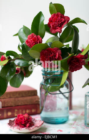 Fleurs coupées de camélia rouge en bleu les pots avec vintage books devant une fenêtre Banque D'Images