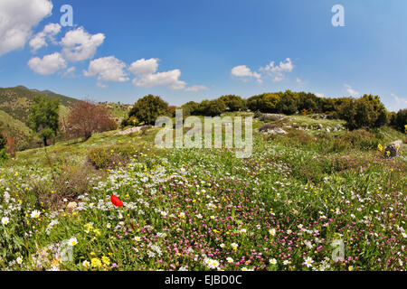 Pré en fleurs avec des fleurs. Banque D'Images