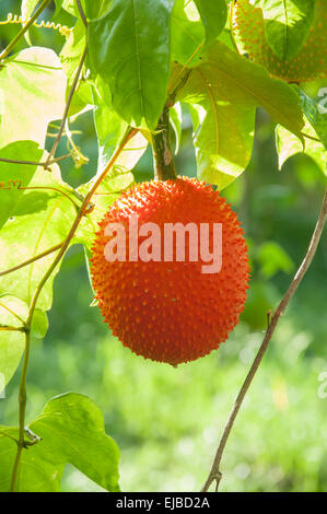 Gac fruits, les Jacquier Banque D'Images