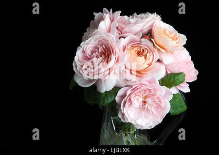 Rosa de la Reine de Suède, un Anglais, David Austin Roses coupées et dans un vase Banque D'Images