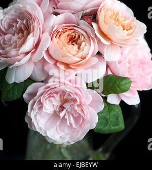 Rosa de la Reine de Suède, un Anglais, David Austin Roses coupées et dans un vase Banque D'Images