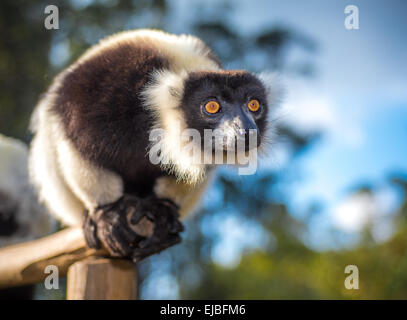 Noir et blanc de la gélinotte lemur de Madagascar Banque D'Images