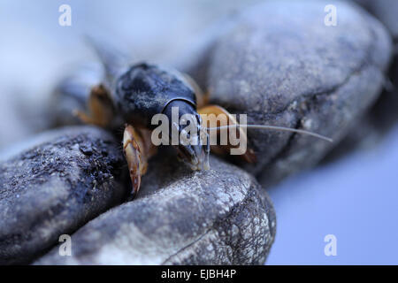 Courtilière européenne Banque D'Images