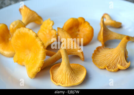 Chanterelle fraîchement récolté Banque D'Images